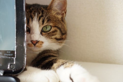 PCモニターの後ろに隠れるキジ猫の写真