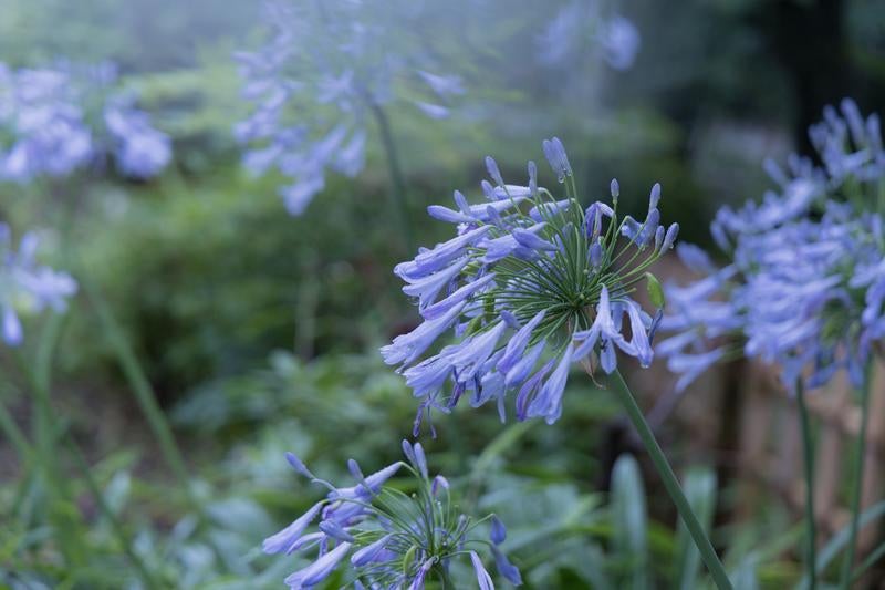 雨天の紫君子蘭（アガパンサス）の写真