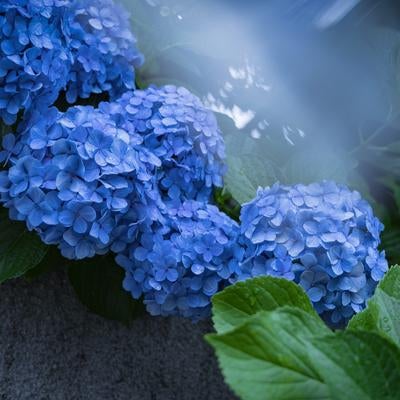 梅雨の季節に咲く青い紫陽花の写真
