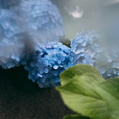 しっとり雨に濡れた青い紫陽花の写真