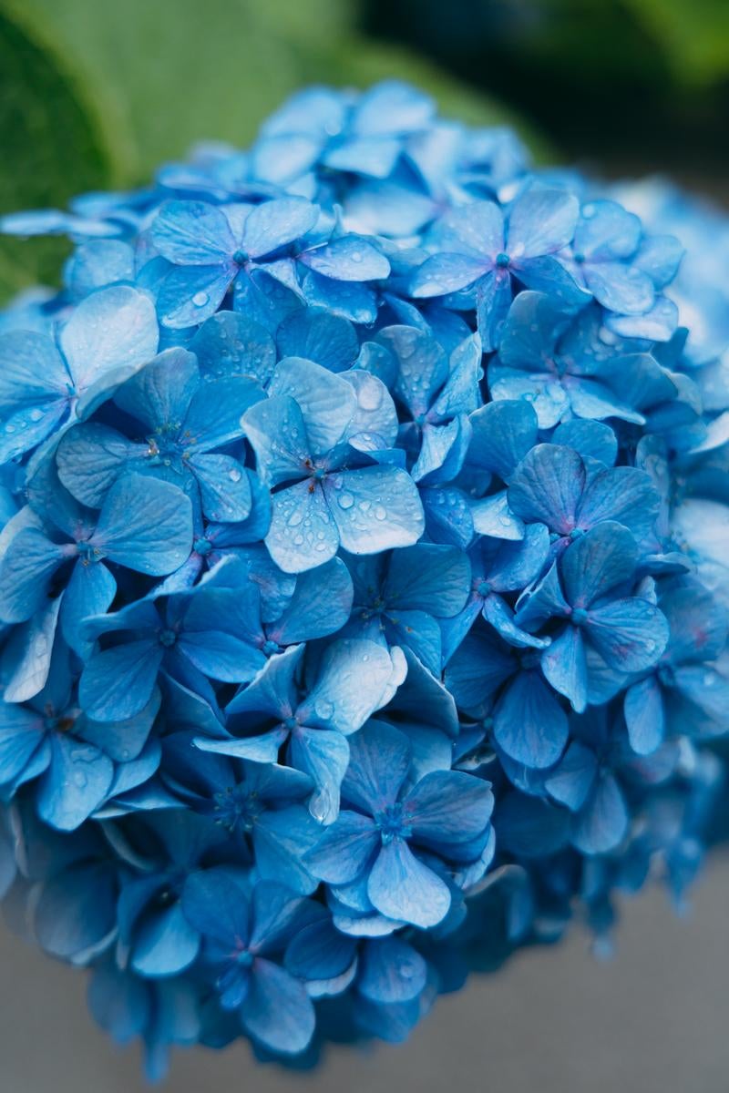 雨粒と青紫陽花の写真