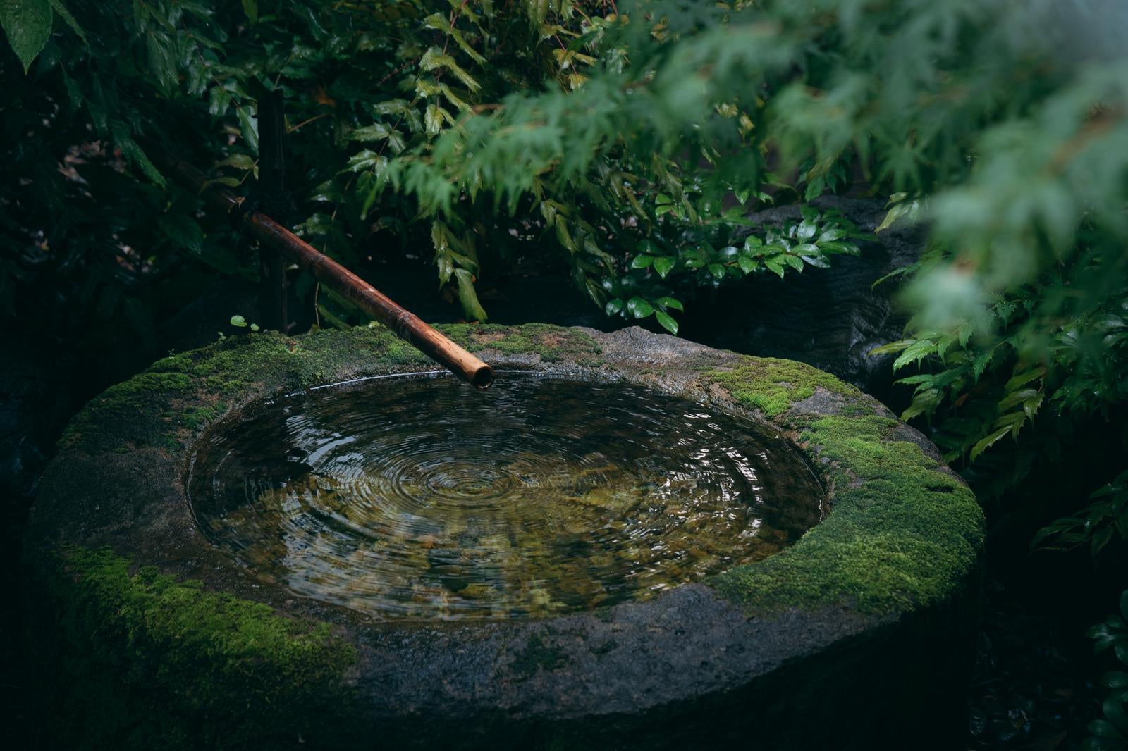 「手水鉢に竹の樋から水が落ちる」の写真