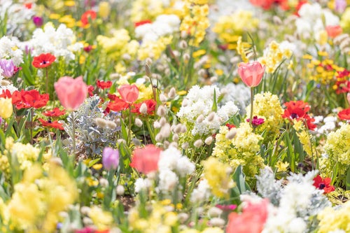 チューリップなどが咲く花壇の写真