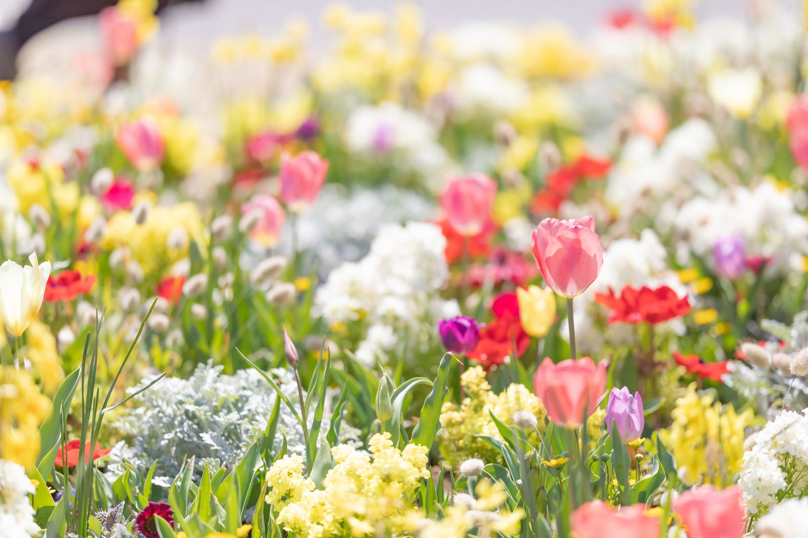 「春の訪れと満開のお花」の写真