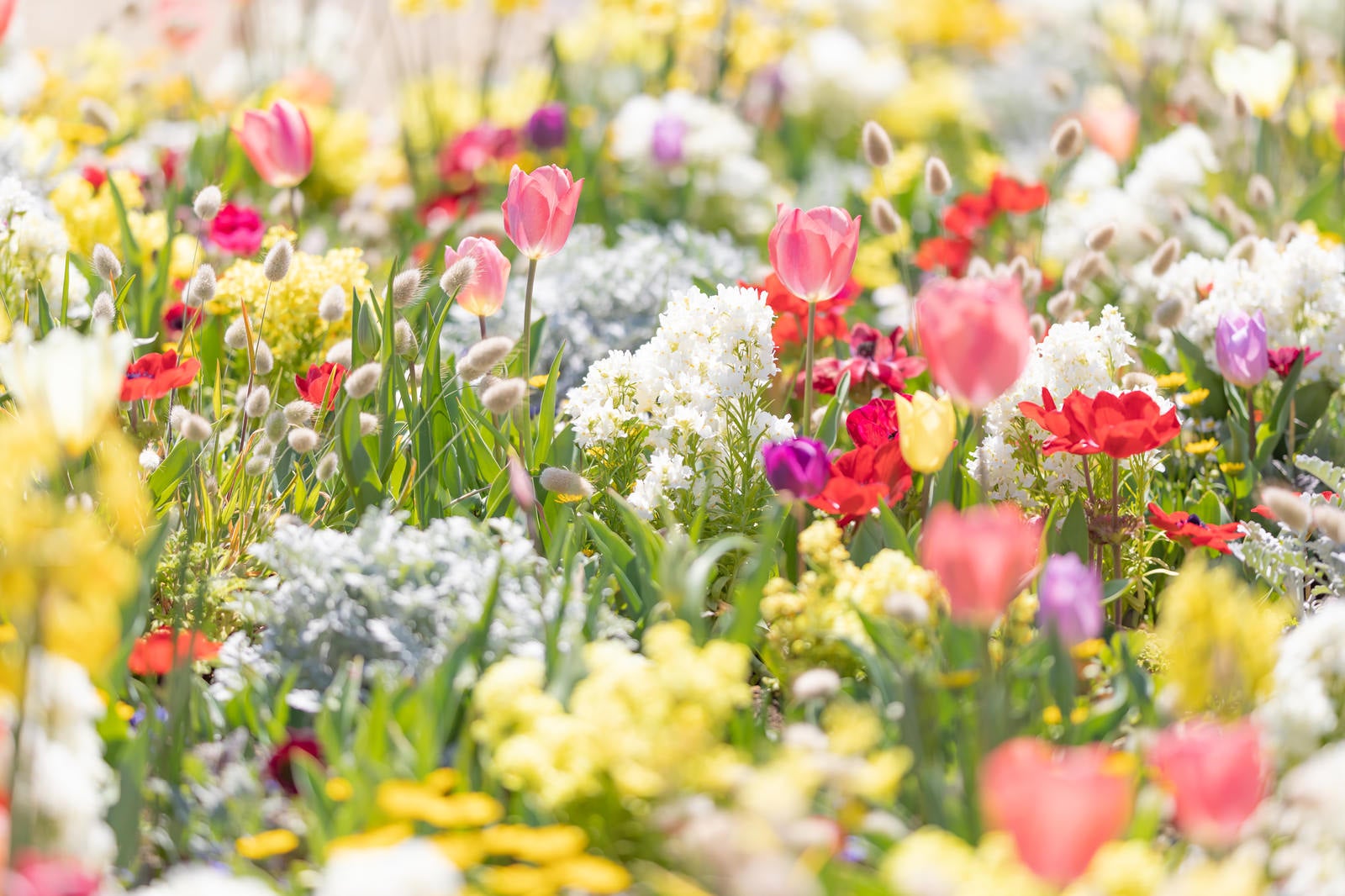 「春爛漫の花壇」の写真