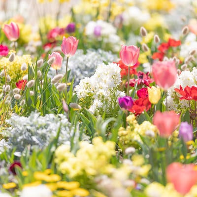 春爛漫の花壇の写真