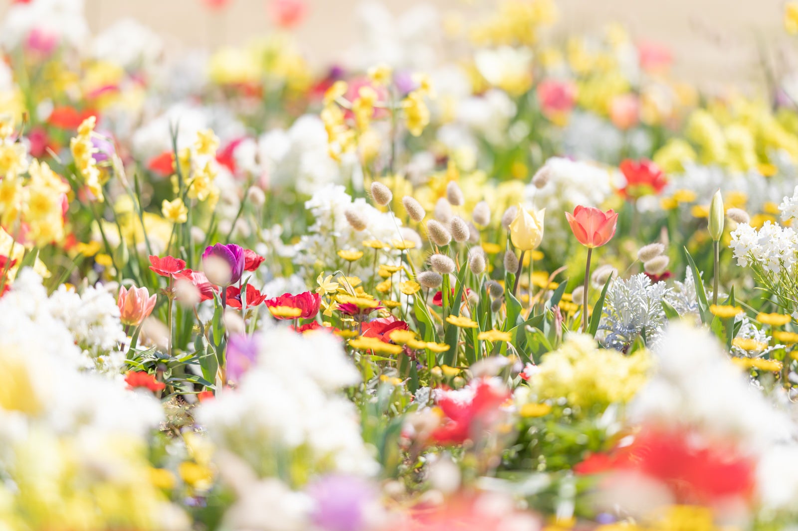 「春に咲くガーデニングの様子」の写真