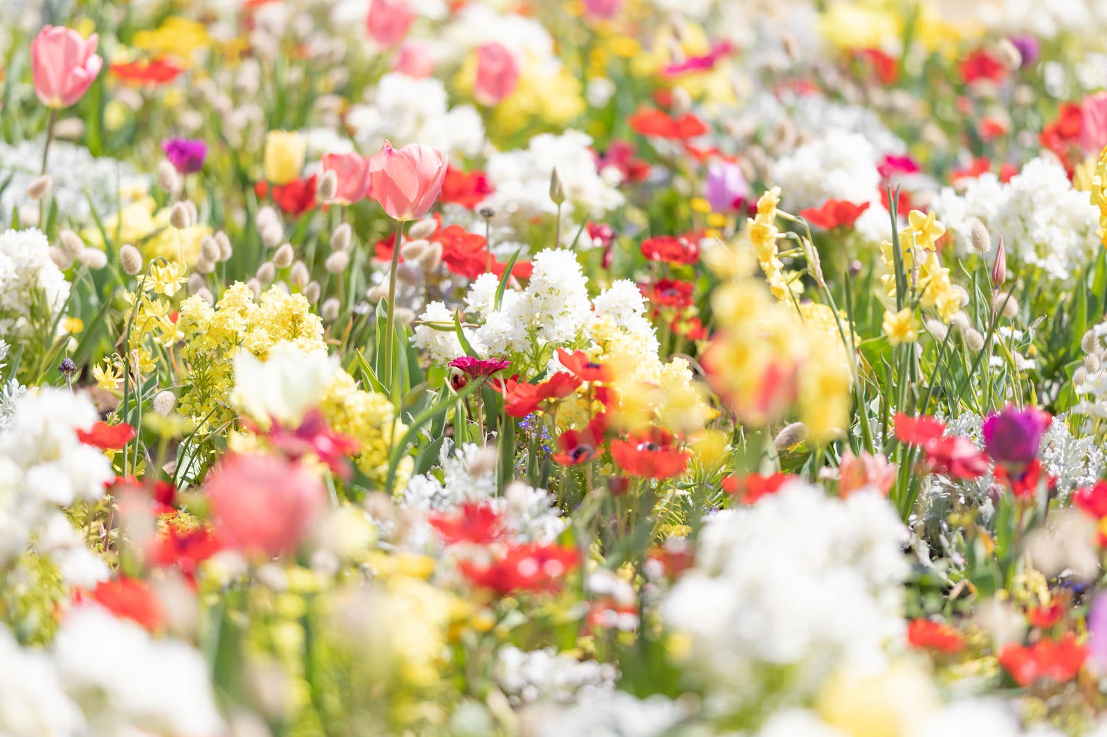「春色のお花」の写真