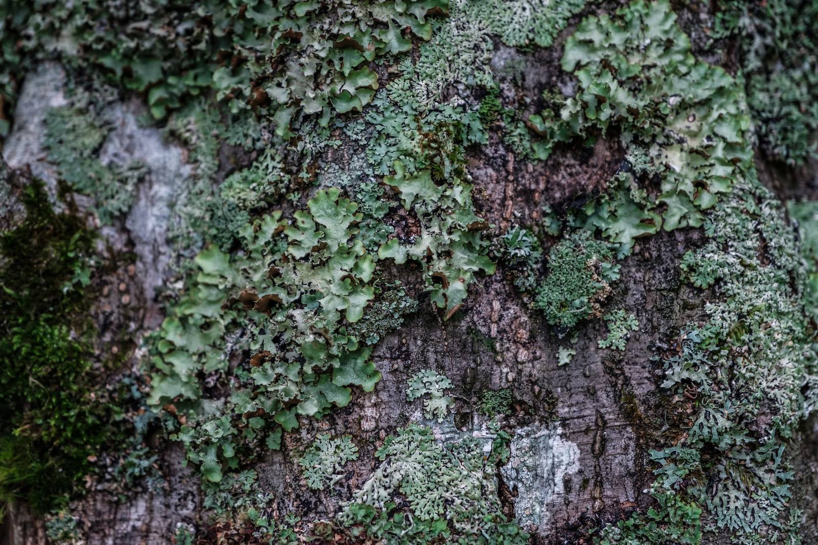 「木に生えた苔」の写真
