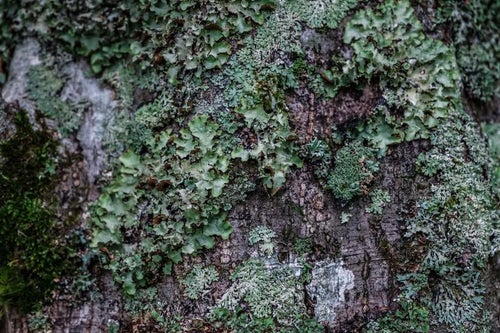 木に生えた苔の写真