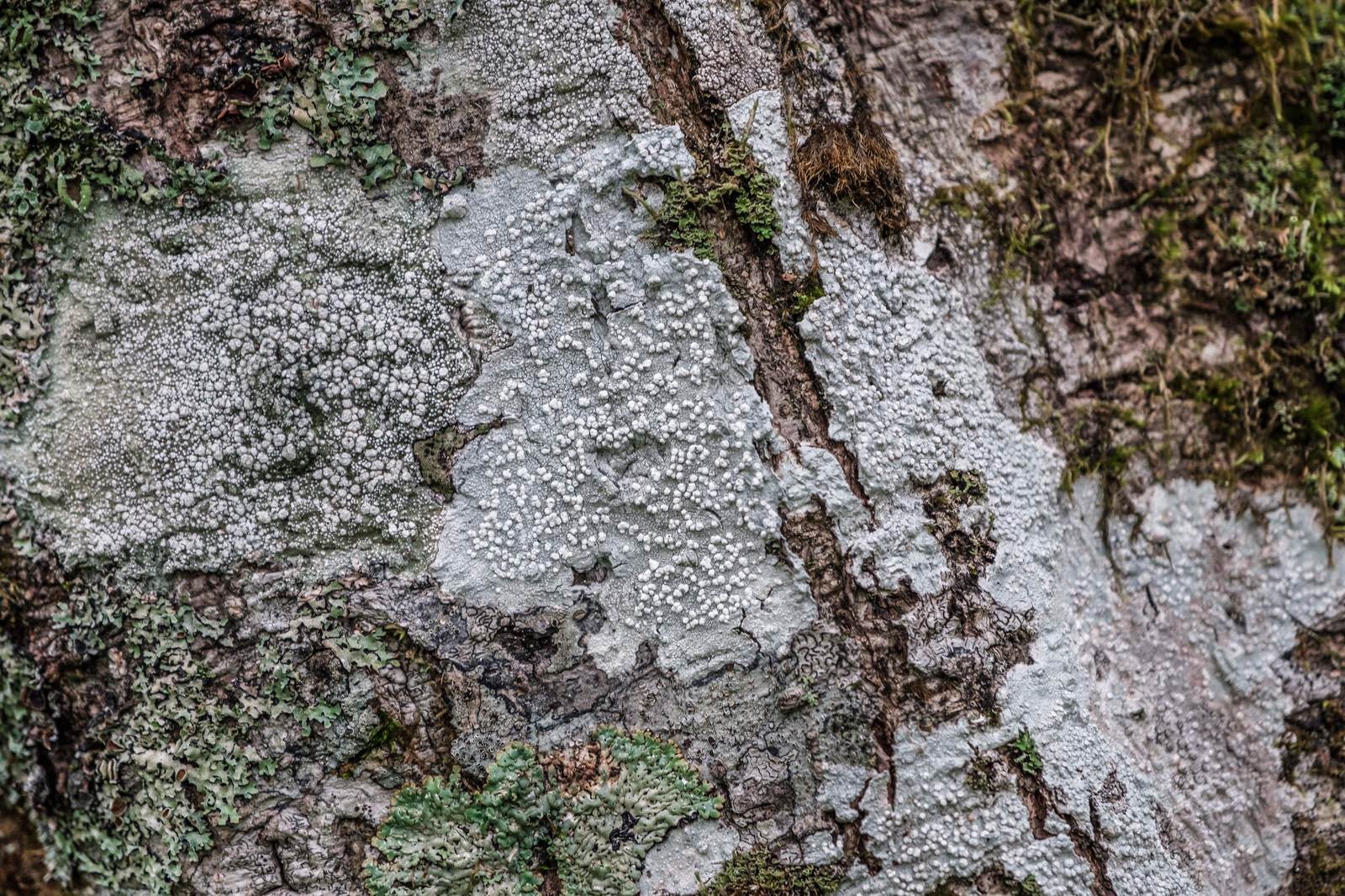「白く乾燥した木の表皮」の写真