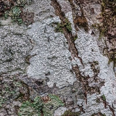 白く乾燥した木の表皮の写真
