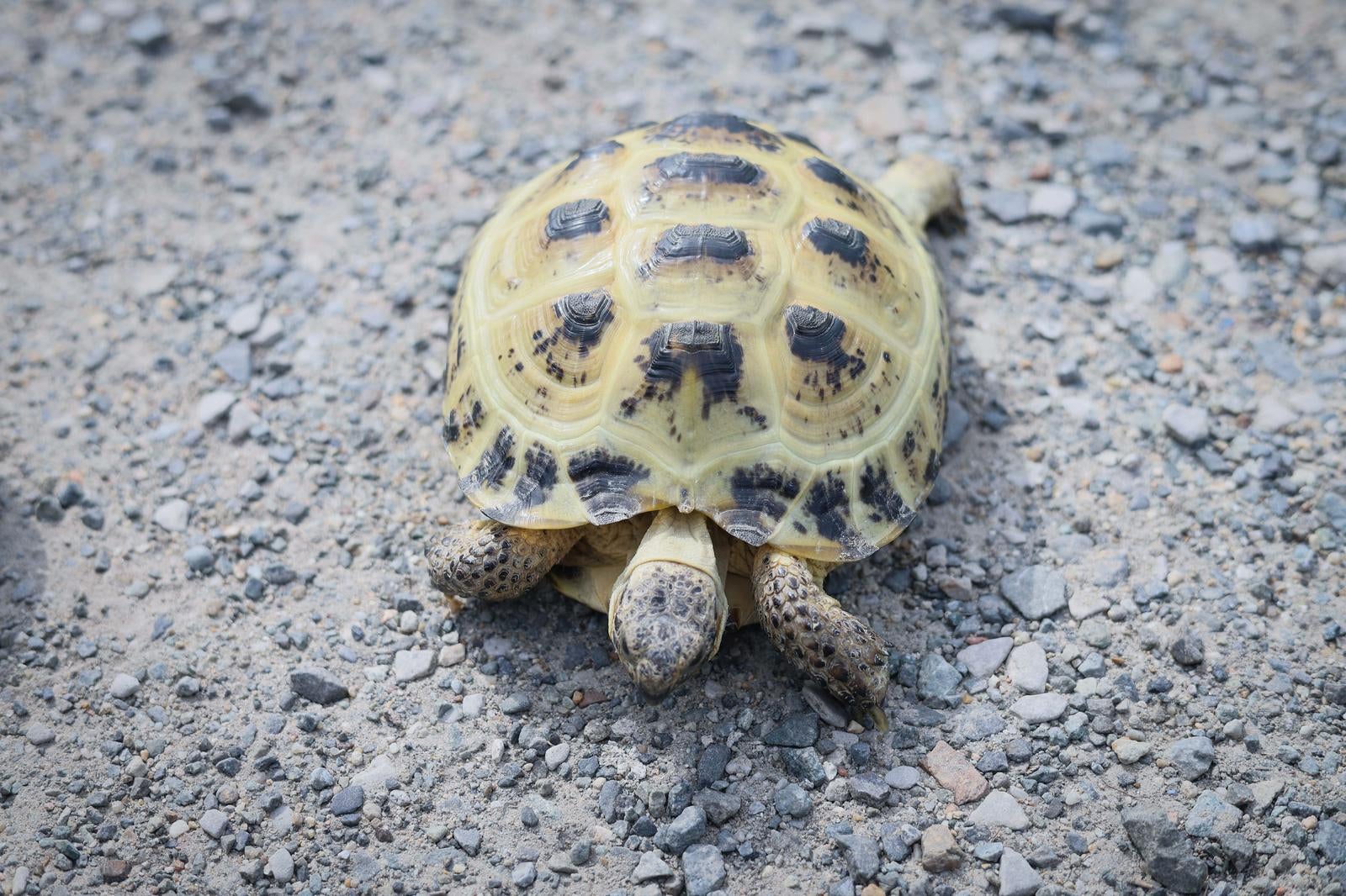 「よちよち散歩するリクガメの末吉」の写真