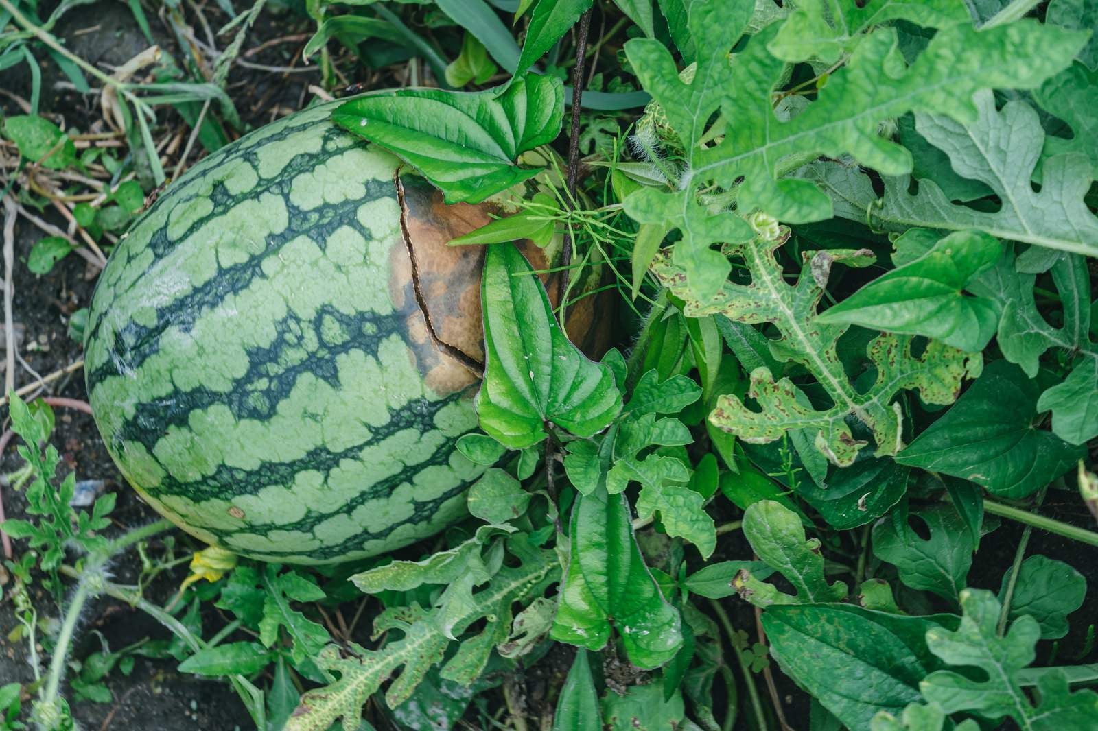 「畑に放置された割れた西瓜」の写真