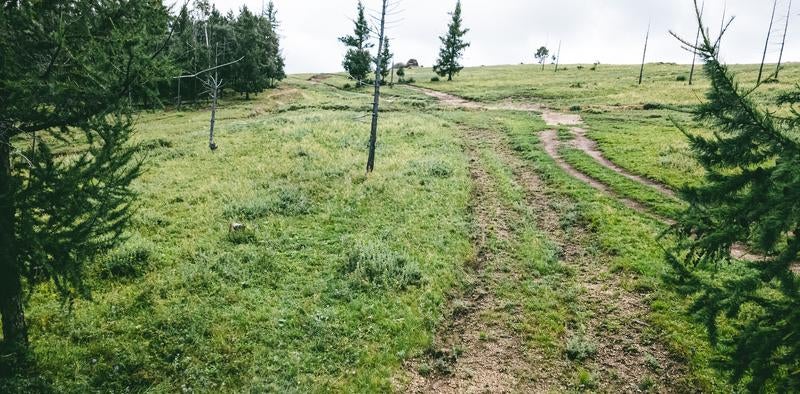 森へと続くタイヤ跡が残る風景の写真