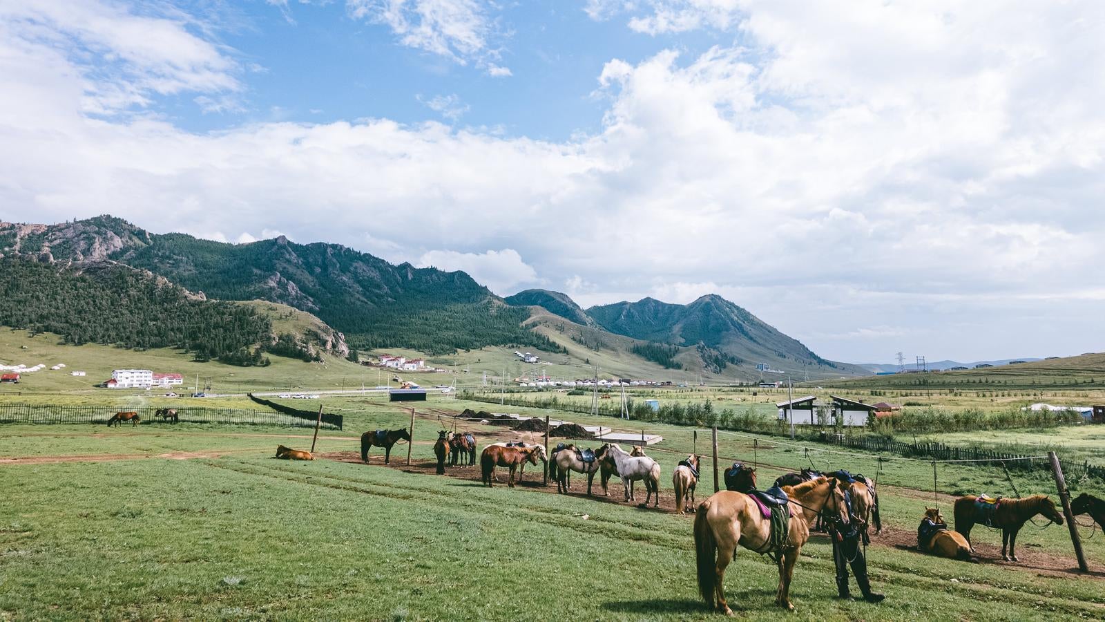 「モンゴルの広大な草原風景と草を食む馬の群れ」の写真