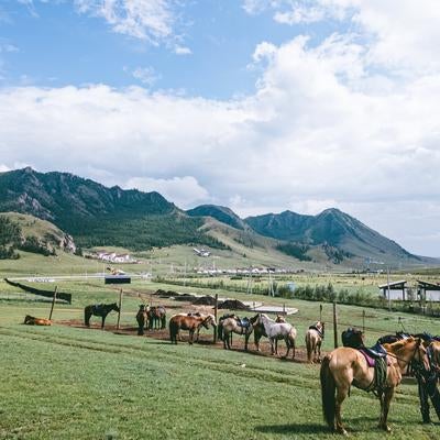 モンゴルの広大な草原風景と草を食む馬の群れの写真