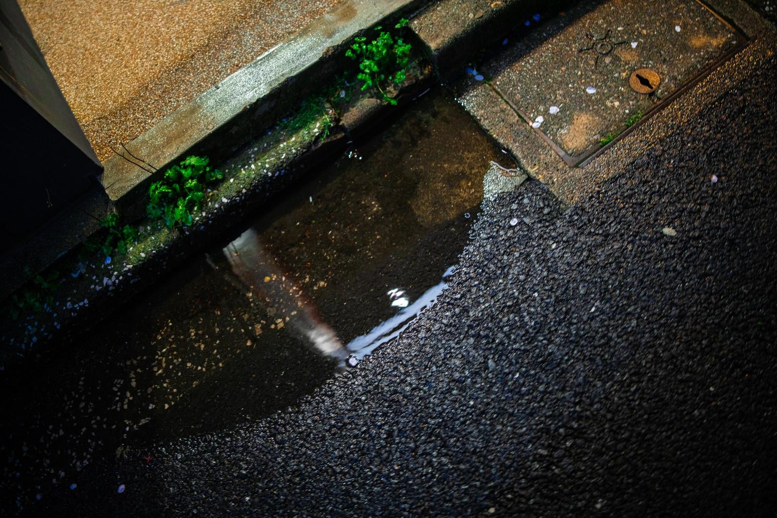 雨上がりの路面にできた水たまりと縁石沿いに生える緑の雑草を俯瞰で撮影した写真
