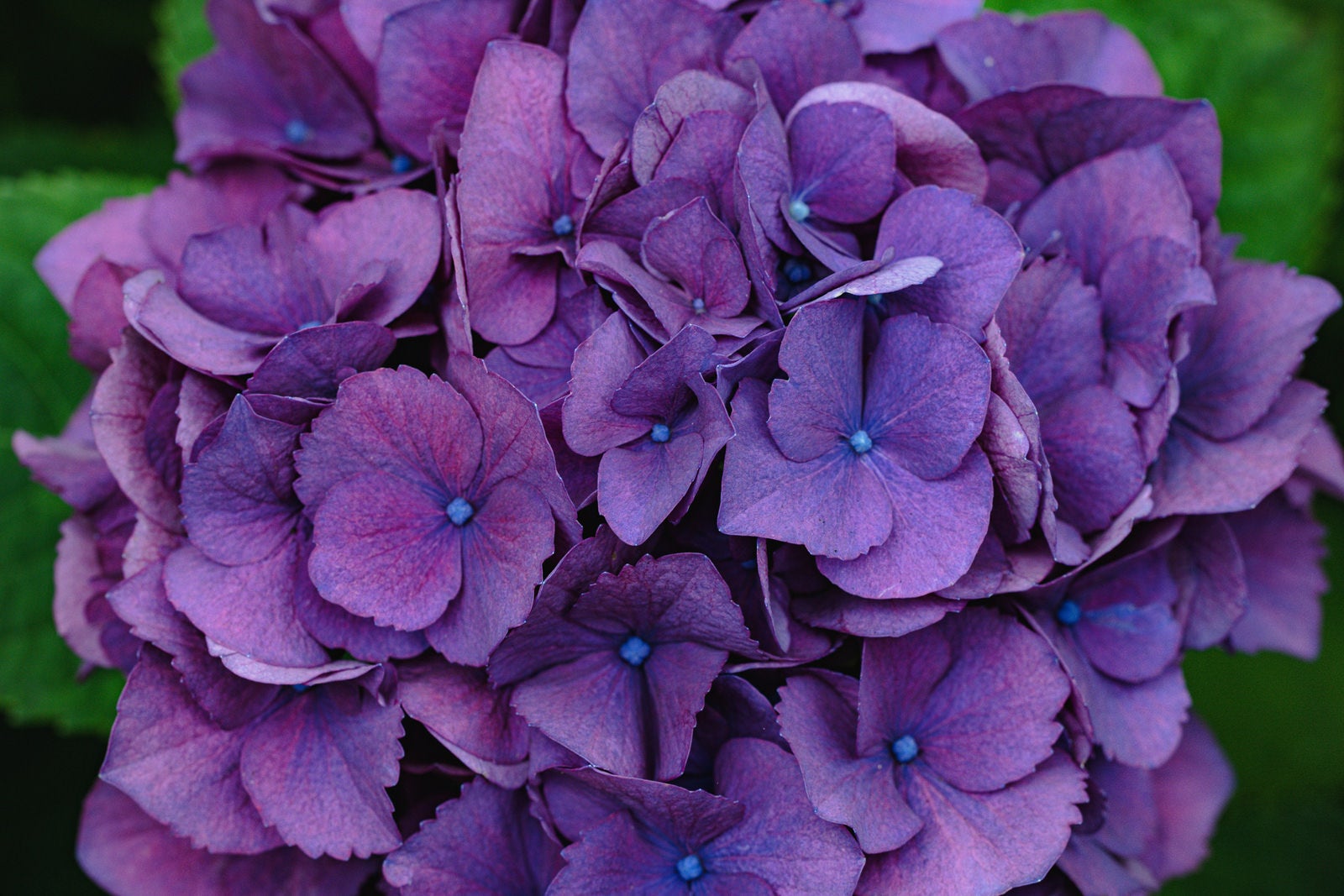 「紫に咲く紫陽花（あじさい）」の写真