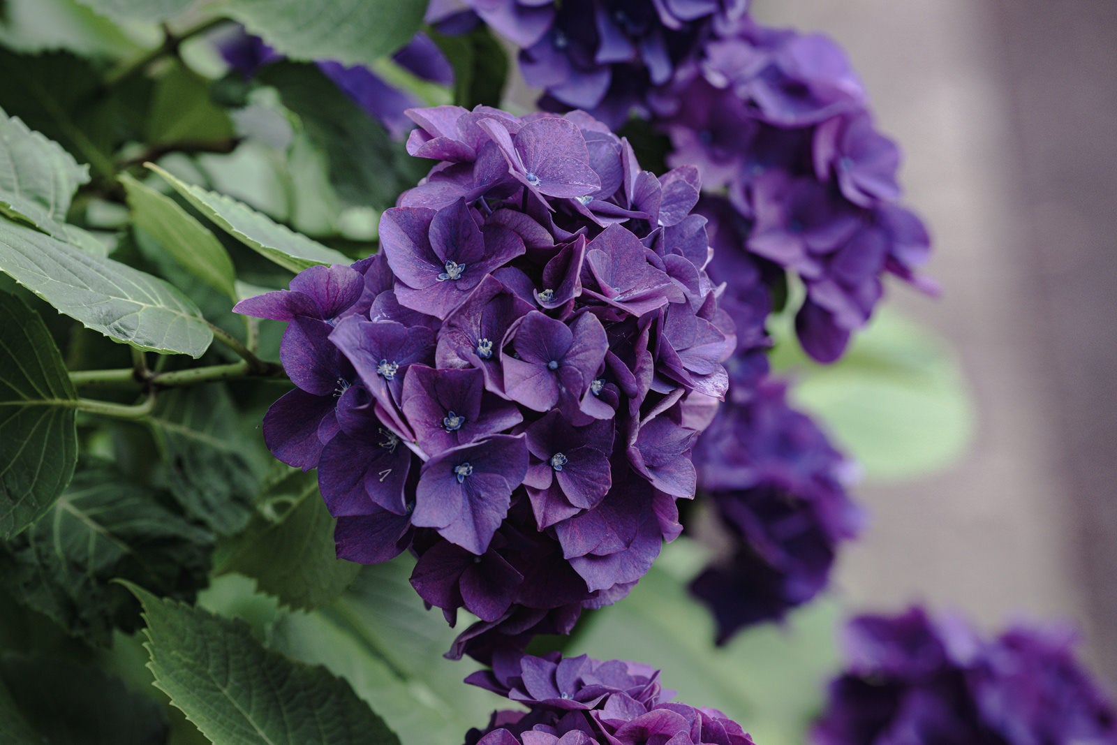 「梅雨時に咲く紫色の紫陽花」の写真