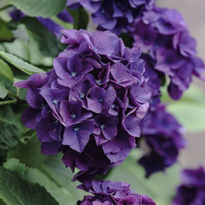 梅雨時に咲く紫色の紫陽花の写真