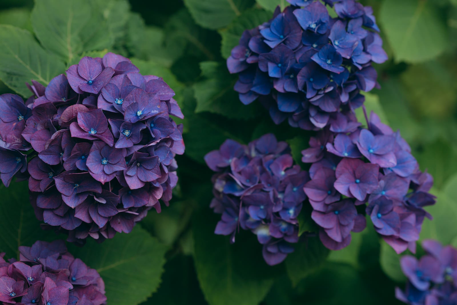 「深紫色の紫陽花」の写真