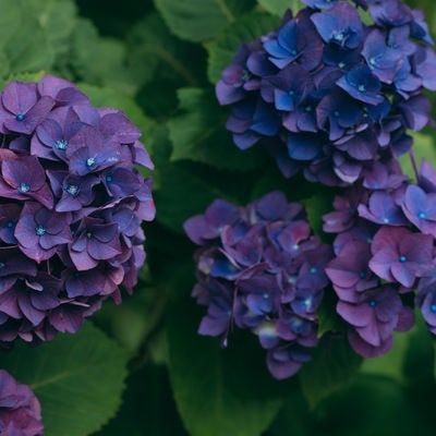 深紫色の紫陽花の写真