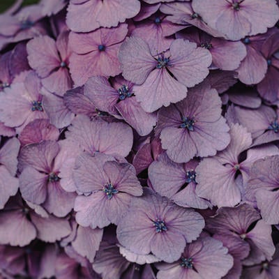 薄紫の紫陽花の写真