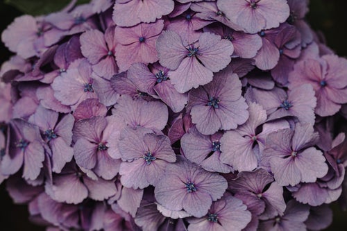 薄紫の紫陽花の写真