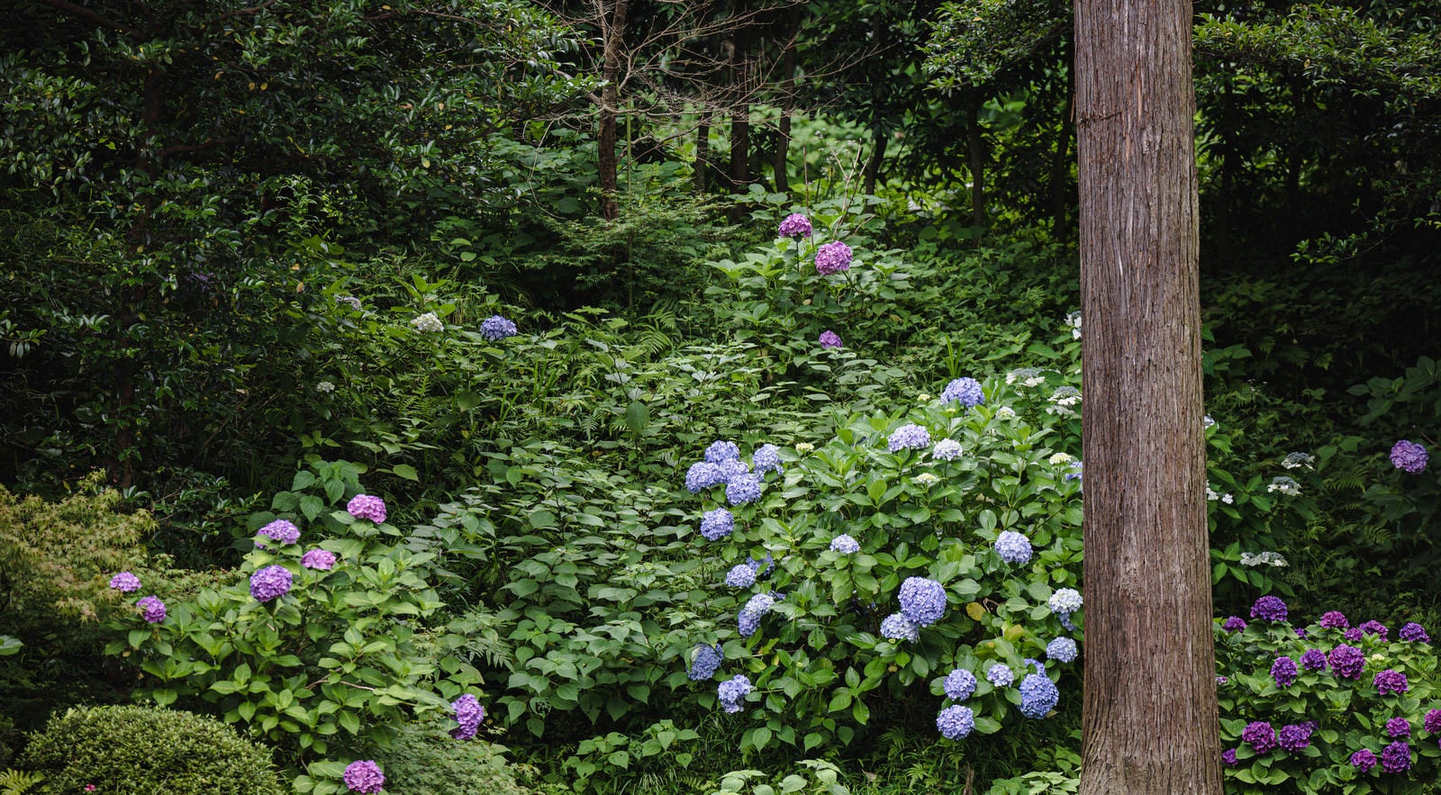 「紫陽花が咲く山奥」の写真