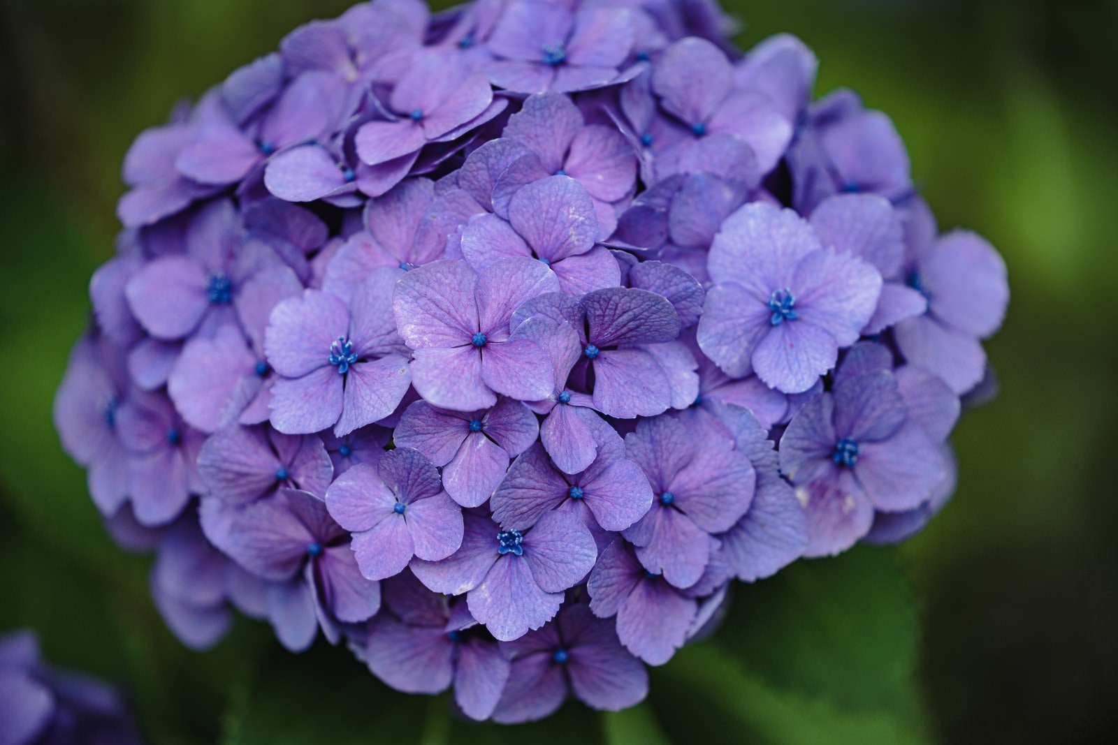 「紫色に咲く紫陽花の花」の写真