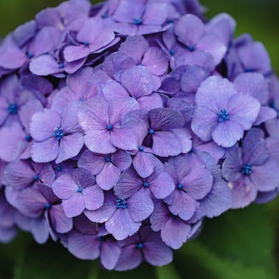 紫色に咲く紫陽花の花の写真