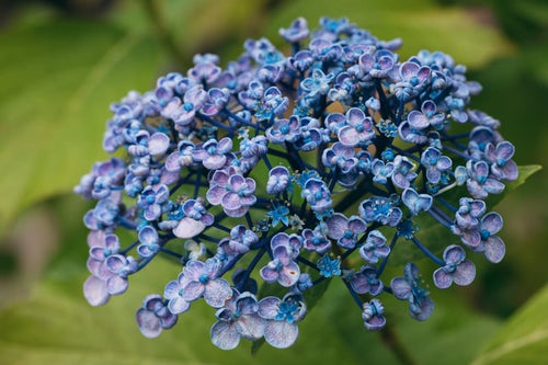ウズアジサイの青い花の写真