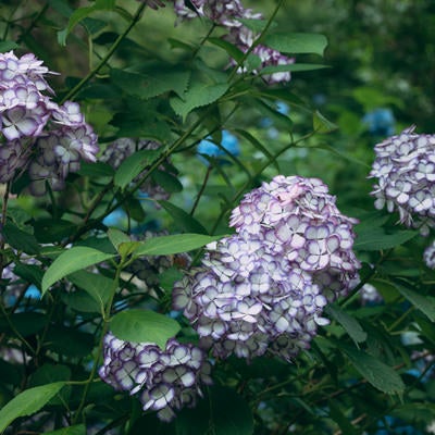 白と紫色の紫陽花が咲くの写真