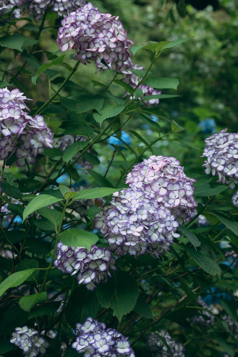 白と紫色の紫陽花が咲くの写真