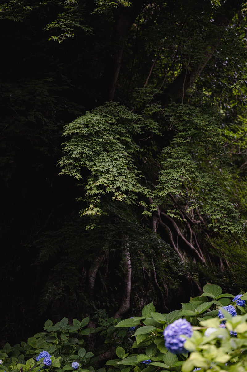 「森と紫陽花」の写真