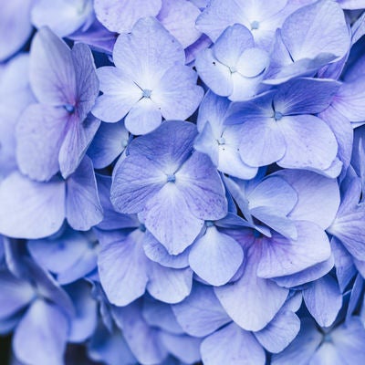 薄紫色の紫陽花の花の写真