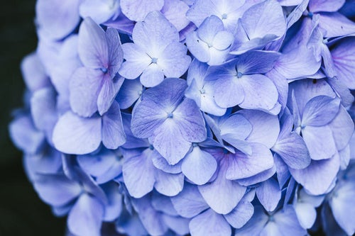 薄紫色の紫陽花の花の写真