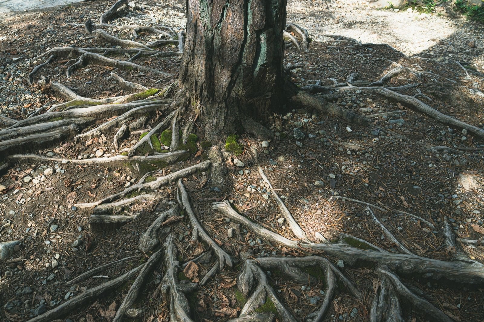 「地面から顔を出す木の根」の写真