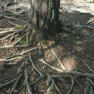 地面から顔を出す木の根の写真