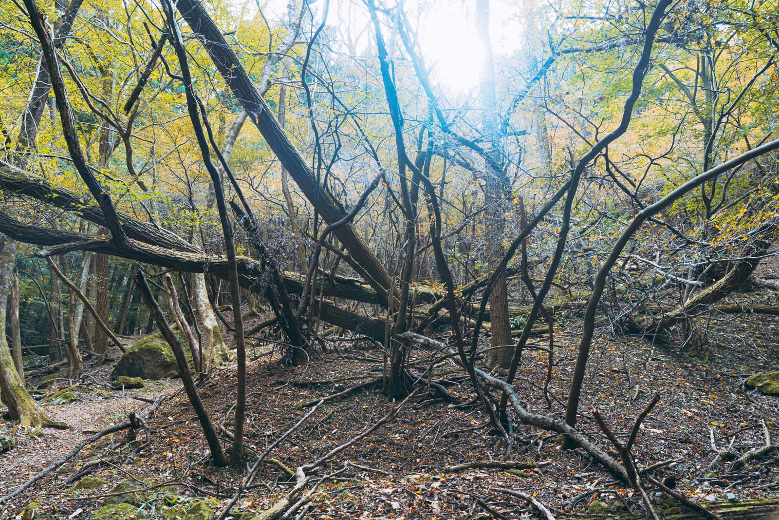 「木漏れ日を受ける立ち枯れの木々と倒木」の写真