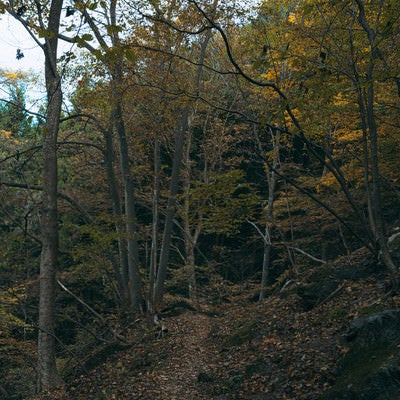 黄葉した木々と山道の写真