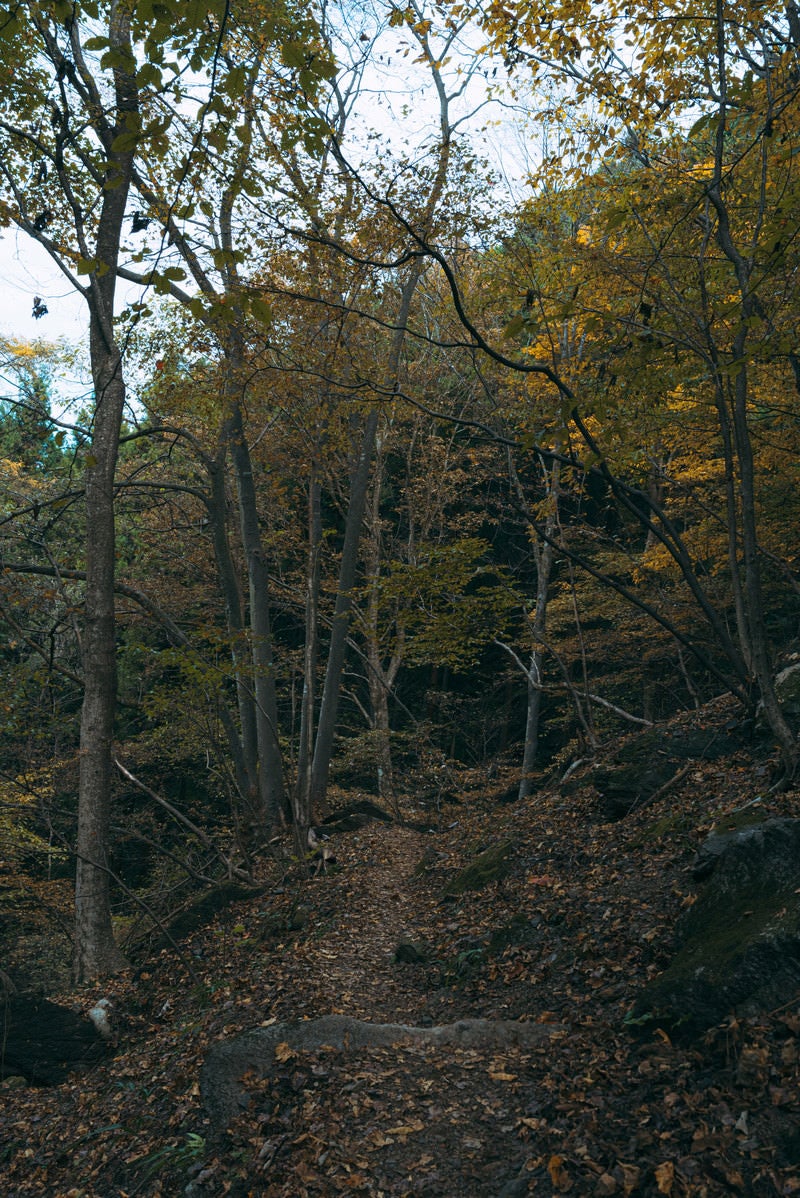 「黄葉した木々と山道」の写真