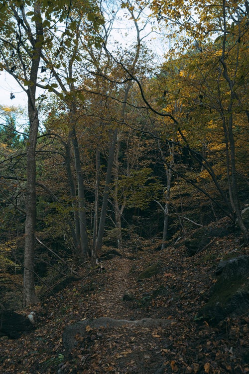 黄葉した木々と山道の写真