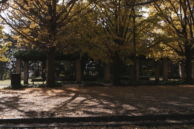 公園に並ぶベンチと黄葉したイチョウの写真