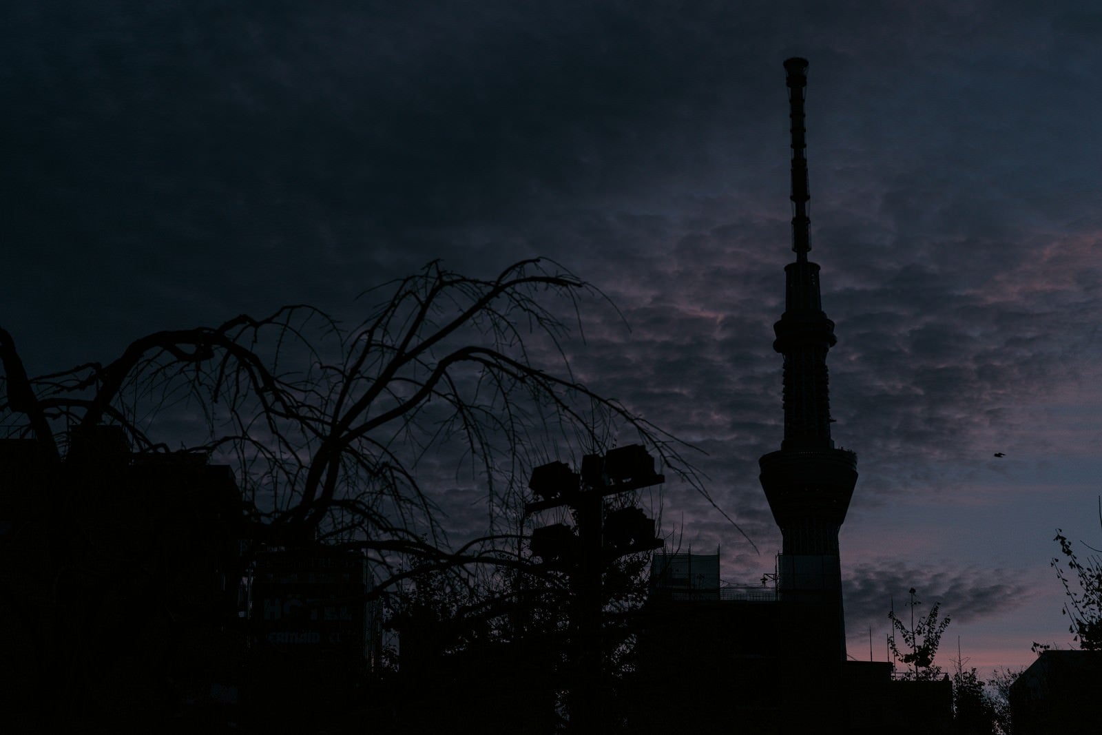「日没後のスカイツリーのシルエット」の写真