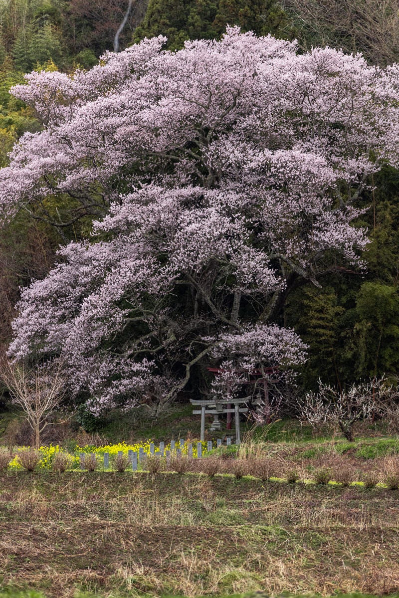 「満開に咲く子授け櫻の下に立つ鳥居」の写真
