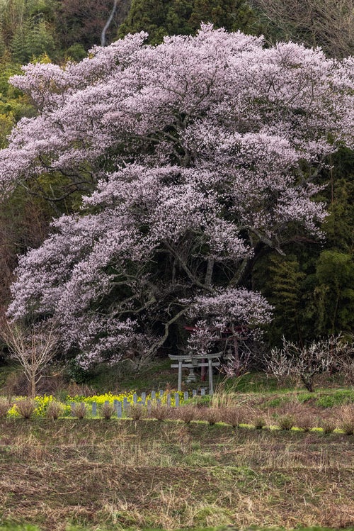 満開に咲く子授け櫻の下に立つ鳥居の写真