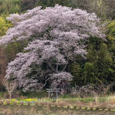 竹林に聳える子授け櫻の存在感の写真