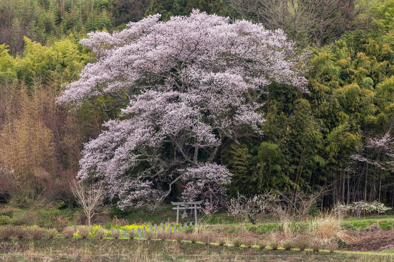 竹林に聳える子授け櫻の存在感の写真